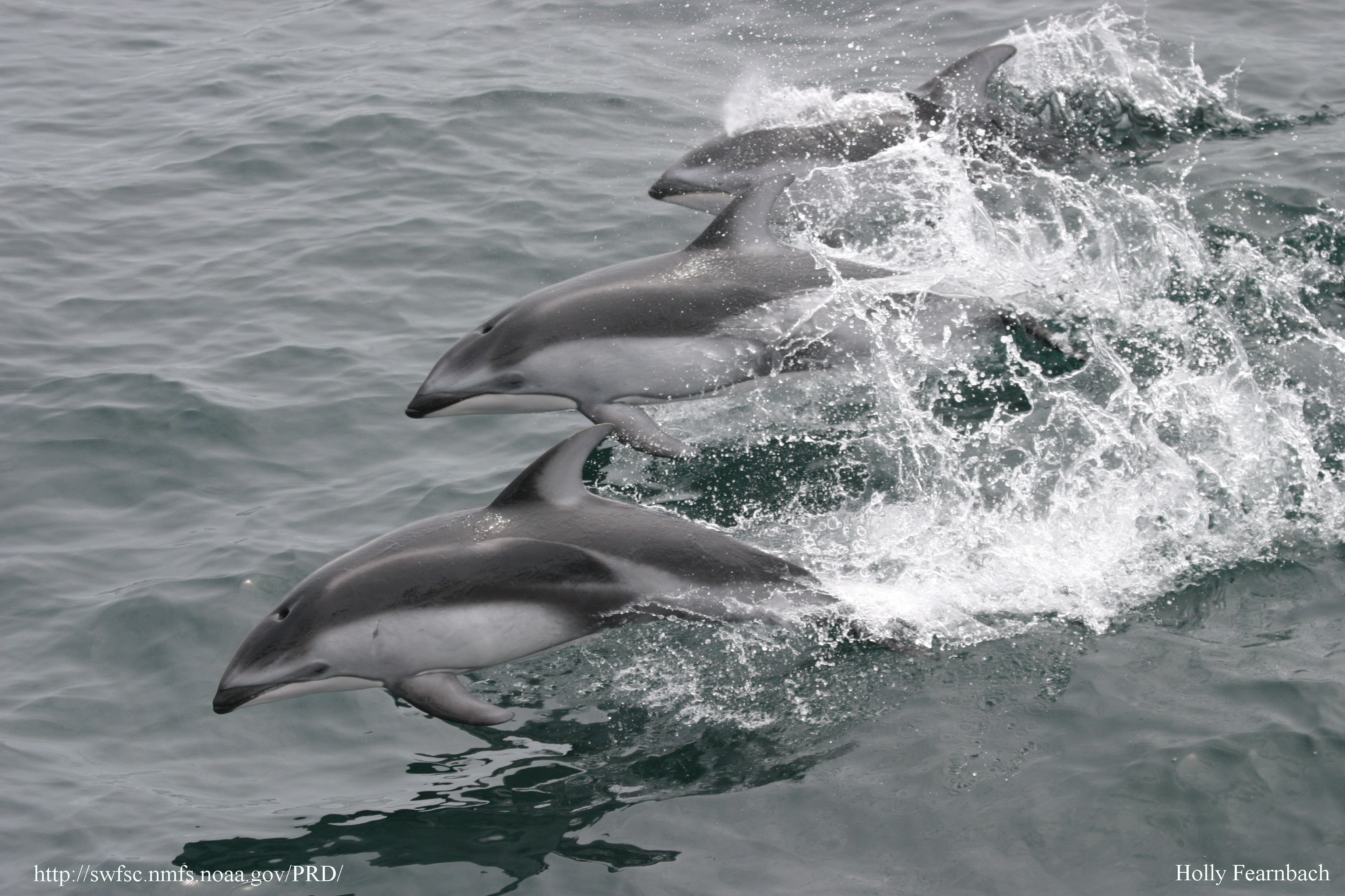  p>太平洋短吻海豚(学名: i>lagenorhynchus obliquidens /i>),是海豚