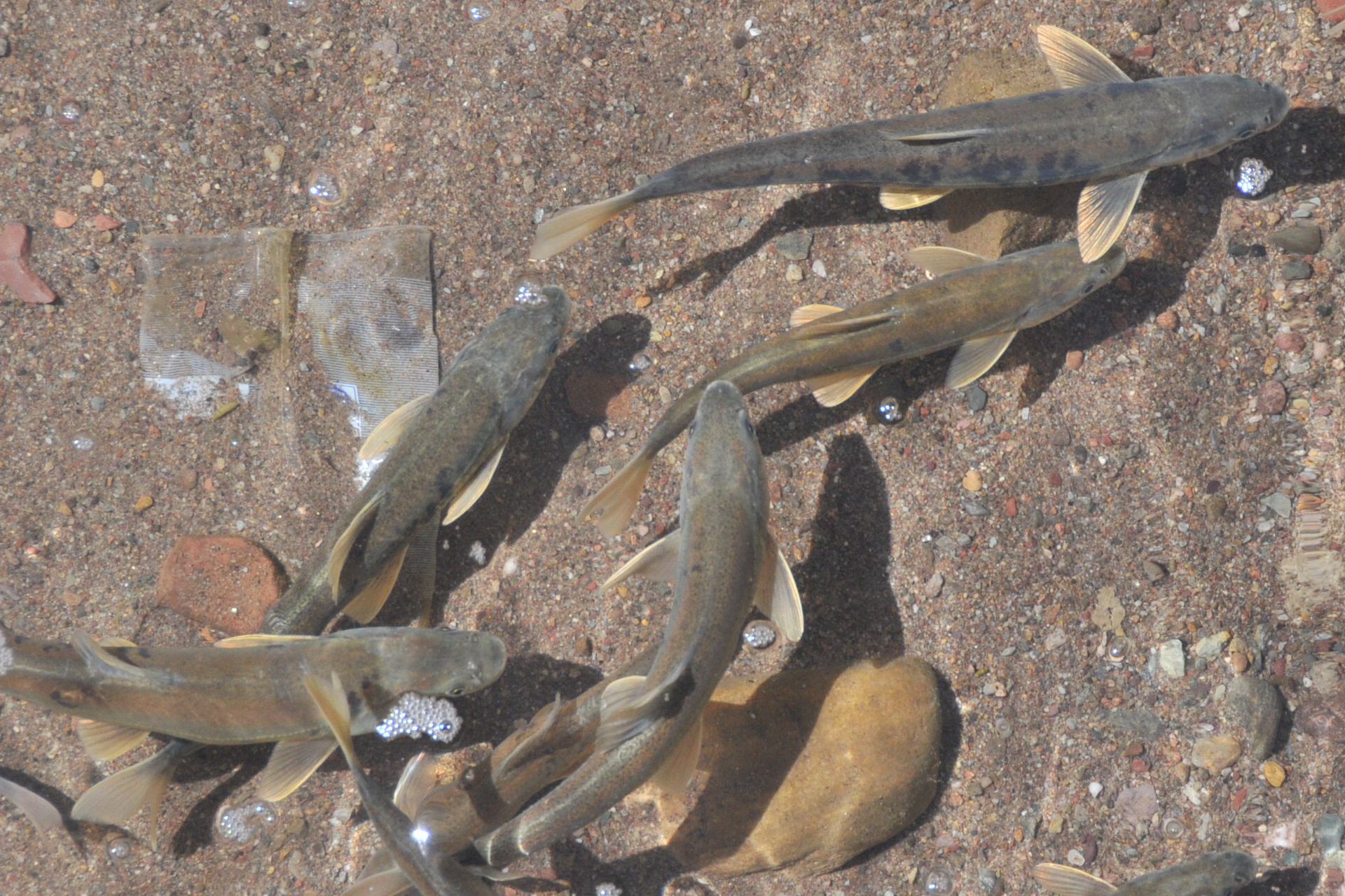  p>松潘裸鲤, i>gymnocypris potanini  /i>(herzensten, 1891), a