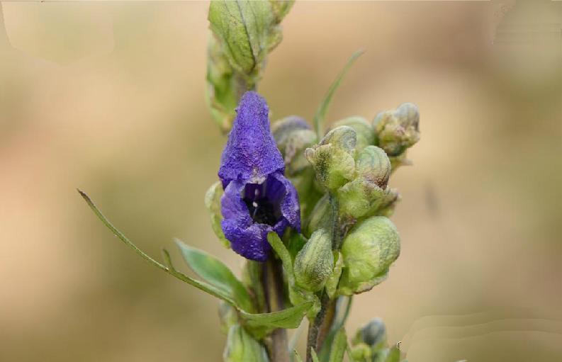  p>伏毛铁棒锤 (学名: i>aconitum flavum /i> hand.-mazz.