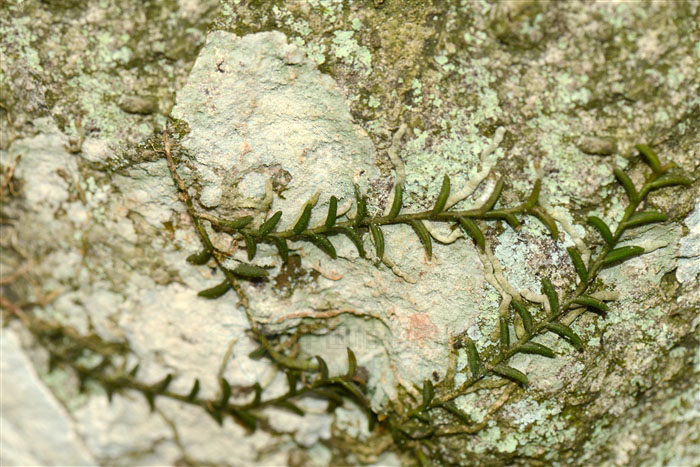 为兰科隔距兰属植物蜈蚣兰 i>cleisostoma scolop
