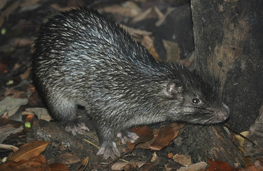  p>长尾豪猪(学名: i>trichys fasciculata /i>):体型肥大,头小,眼小