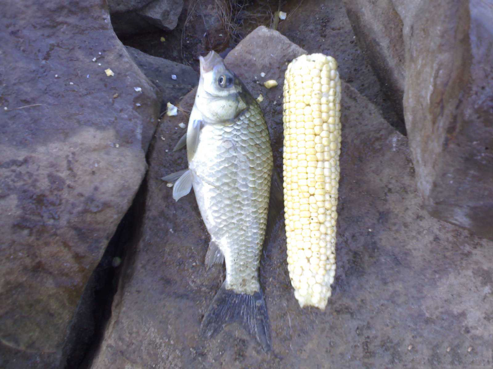  p>抚仙小鲤也称为抚仙中鲤,为鲤科鲤属鱼类,主要分布于中国 a href="