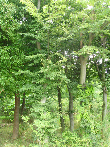 榆树(兴山榆)u11