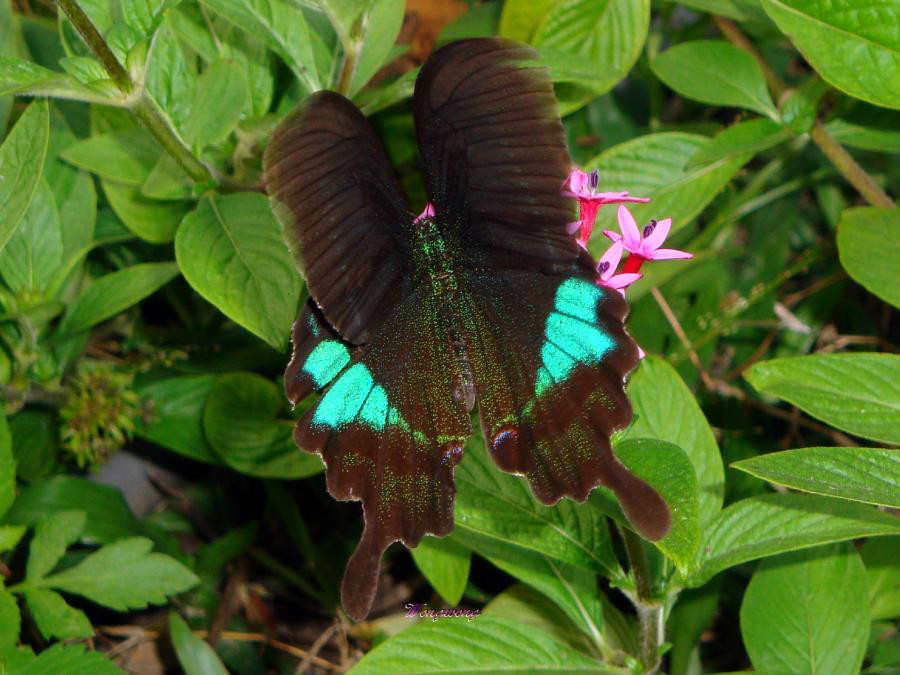 台湾翠凤蝶