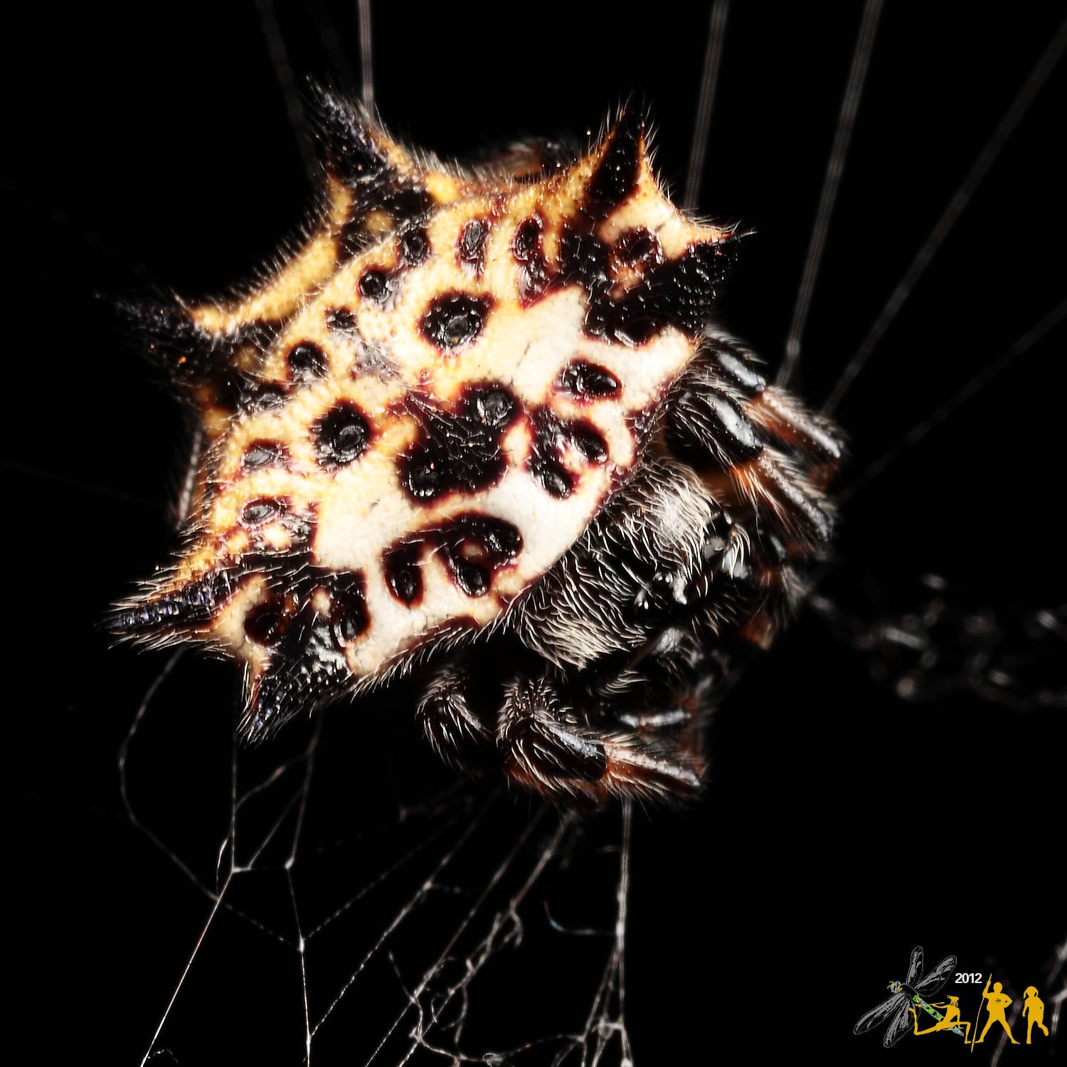  p>棘腹蛛, i>gasteracantha /i> (sundevall,1833),是 a target="