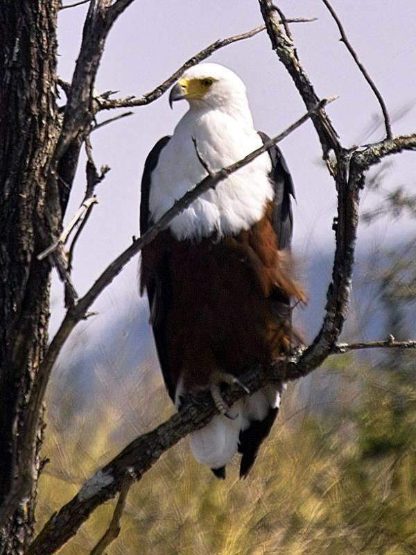  p>非洲海雕(学名: i>haliaeetus vocifer /i>):为隼形目鹰科的 a