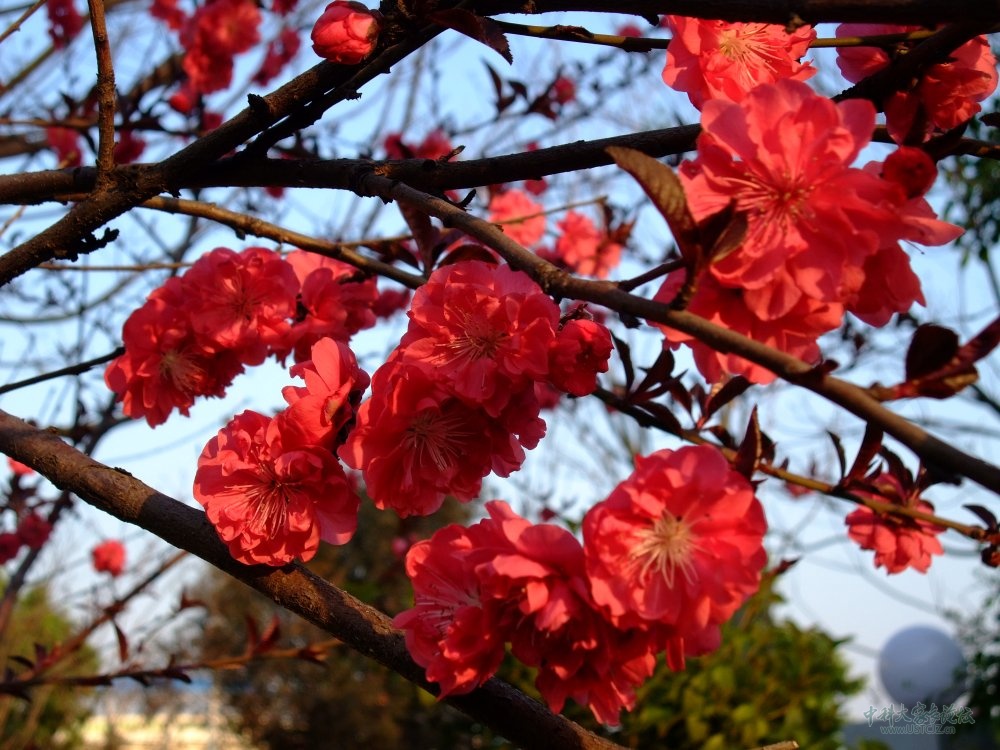 花半重瓣,深红色,别名:  a target="_blank" href="/item/红桃