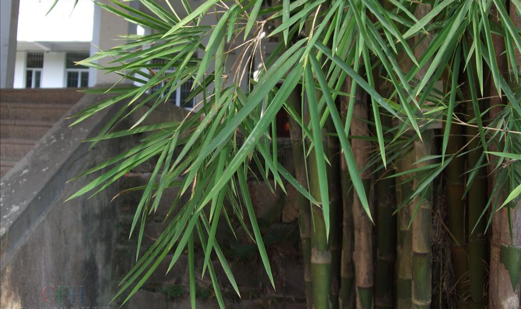  p>泰竹属,thyrsostachys gamble,是 a target="