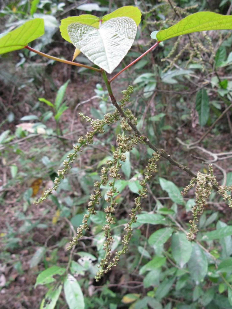 红背山麻杆