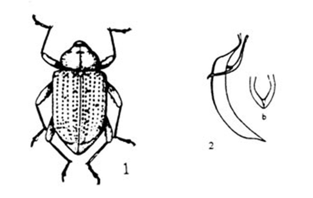  p>昆虫名,属鞘翅目(coleoptera),象虫科(curculionidae).