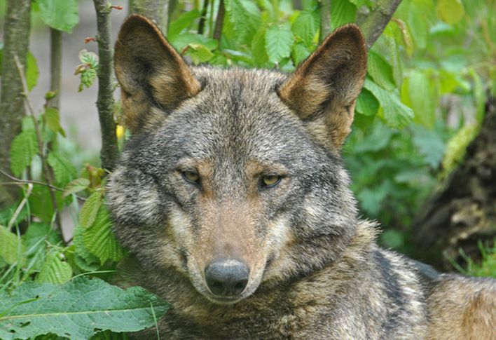 canis lupus signatus