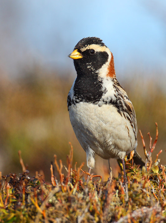  p>铁爪鹀(学名: i>calcarius lapponicus /i>)鹀科铁爪鹀属鸟类,共有