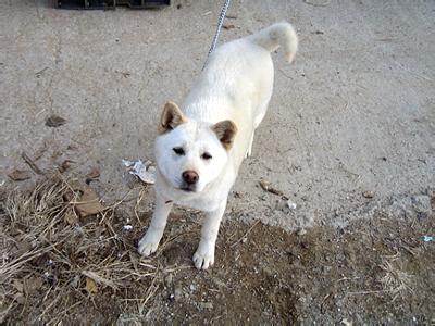  p>珍岛犬是过去 a href="#" data-lemmaid="3826">石器时代 /a>人们