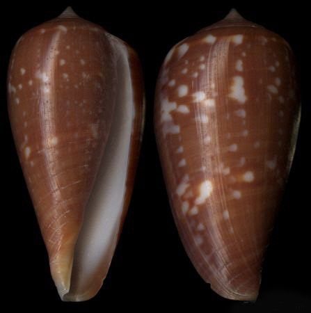  p>白鳞芋螺是一种 a target="_blank" href="/item/新腹足目/6342608