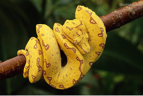  p>绿树蟒 i>(学名:chondropython viridis) /i>产于新几内亚,印度尼