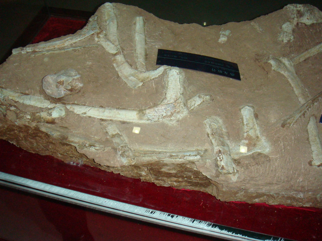  p>舌形贝(lingula),俗名 a href="#" data-lemmaid="4481576">海豆芽