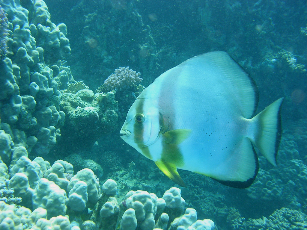  p>圆眼燕鱼(学名:platax orbicularis)又名 a href="#" data-lemmaid