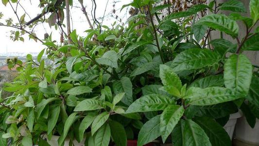  p>尼泊尔菊三七(学名: i>gynura nepalensis /i> dc.