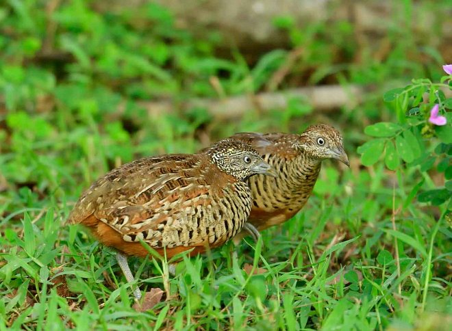 barred button quail