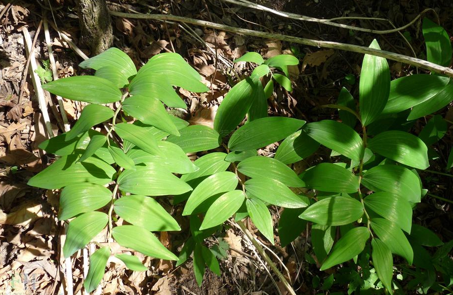  p>白花碎米荠(学名: i>cardamine leucantha /i> (tausch) o.e.