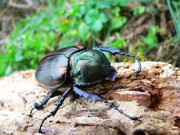  p>臂金龟的种类甚少,迄今仅记有3属约20种,我国的记录约4种.