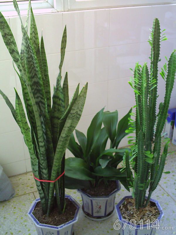  p>三角槭,别名: a target="_blank" href="/item/三角枫/3060892"