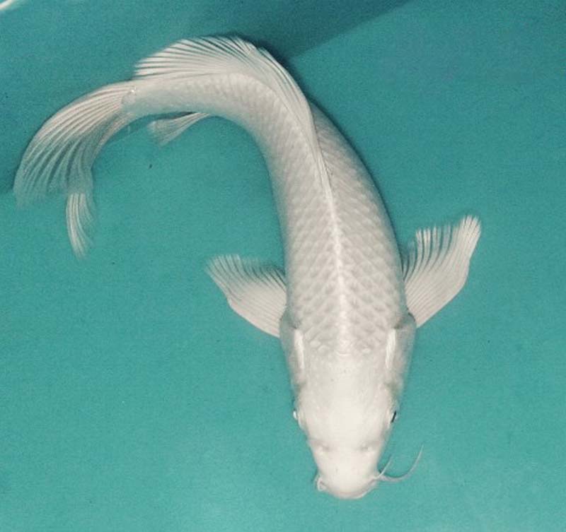 红白锦鲤