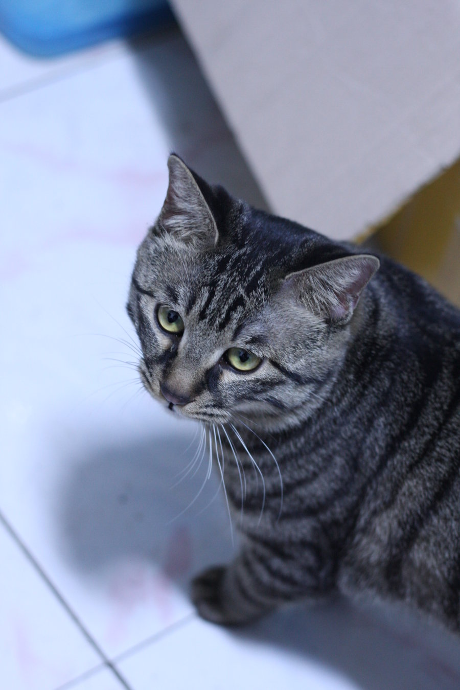虎斑猫