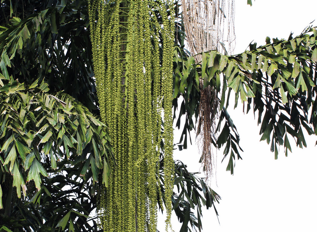 葵( i>caryota maxima /i> blume ex martius),棕榈科鱼尾葵属植物