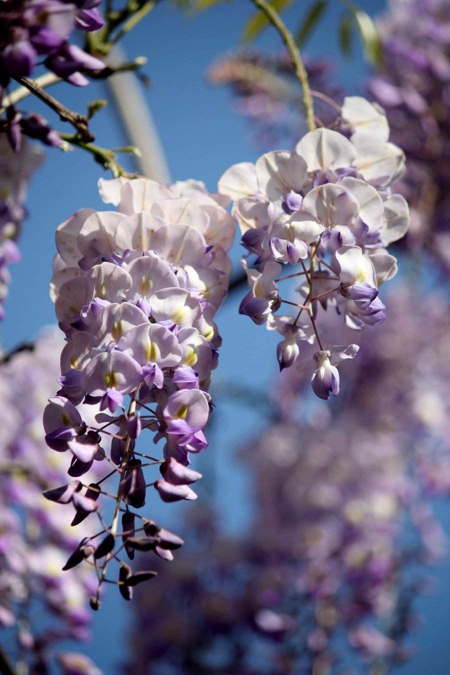  p data-id="txtxykh5stia">紫藤( i>wisteria sinensis /i> (sims)