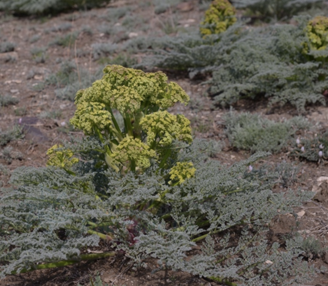 m. shen)是伞形科阿魏属植物,多年生一次结果的草本,高0.5-1.