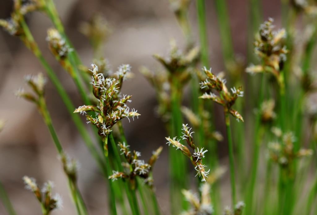 heleocharis tetraquetra nees