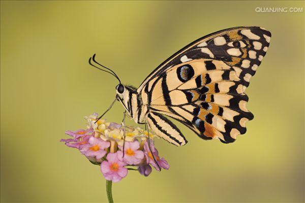  p>达摩凤蝶(papilio demoleus linnaeus蝴蝶)是一种常见的分布广泛的