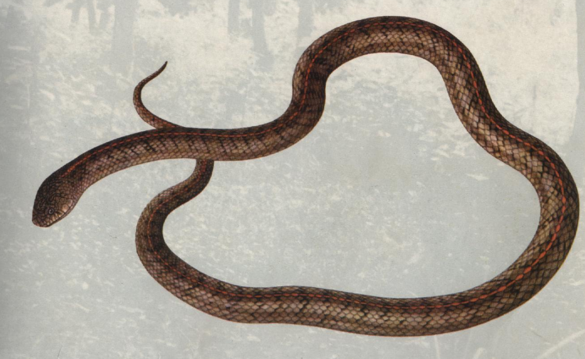  p>温泉蛇,thermophis baileyi (wall,1907),游蛇科温泉蛇属,是中国独