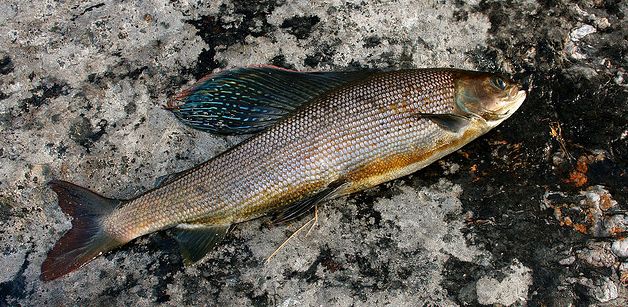  p>北美茴鱼(学名: i>thymallus arcticus arcticus /i>)的特征是具有