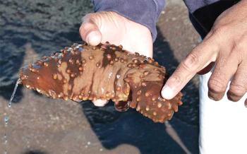 桂花蚌 百度百科