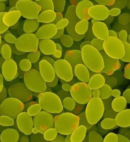 汉斯德巴氏酵母菌