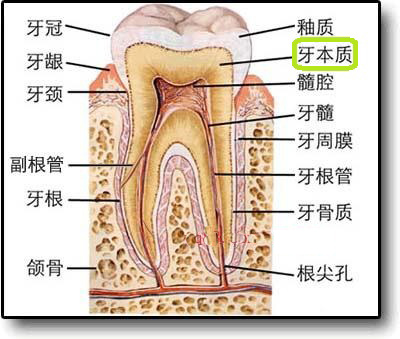 位于牙釉质和牙骨质的内层,也是牙髓腔及根管的侧壁,颜色淡黄,大约