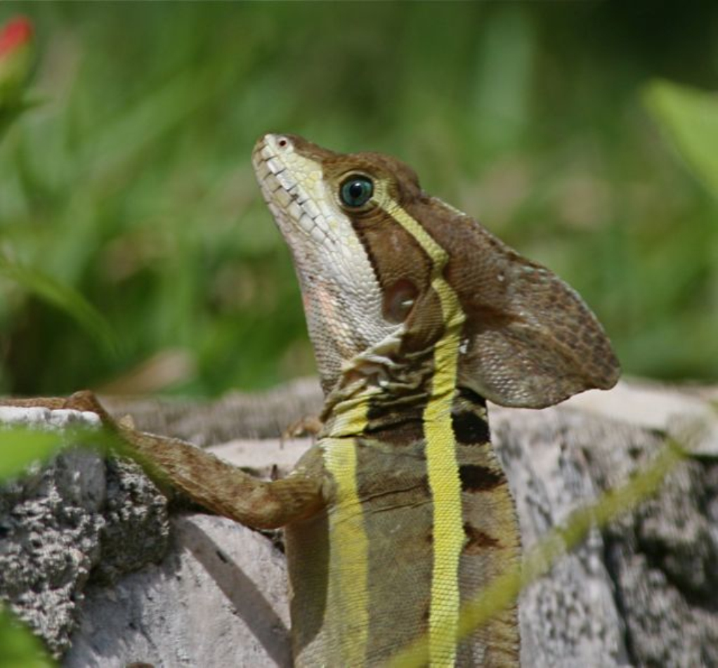 整体体形侧扁,一般成年蜥蜴重约90克,身长约50厘米.