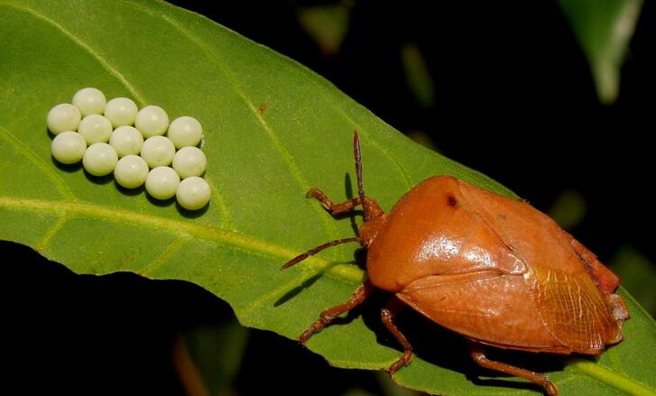 荔蝽是蝽科昆虫,别名荔枝椿象,臭屁虫,荔枝