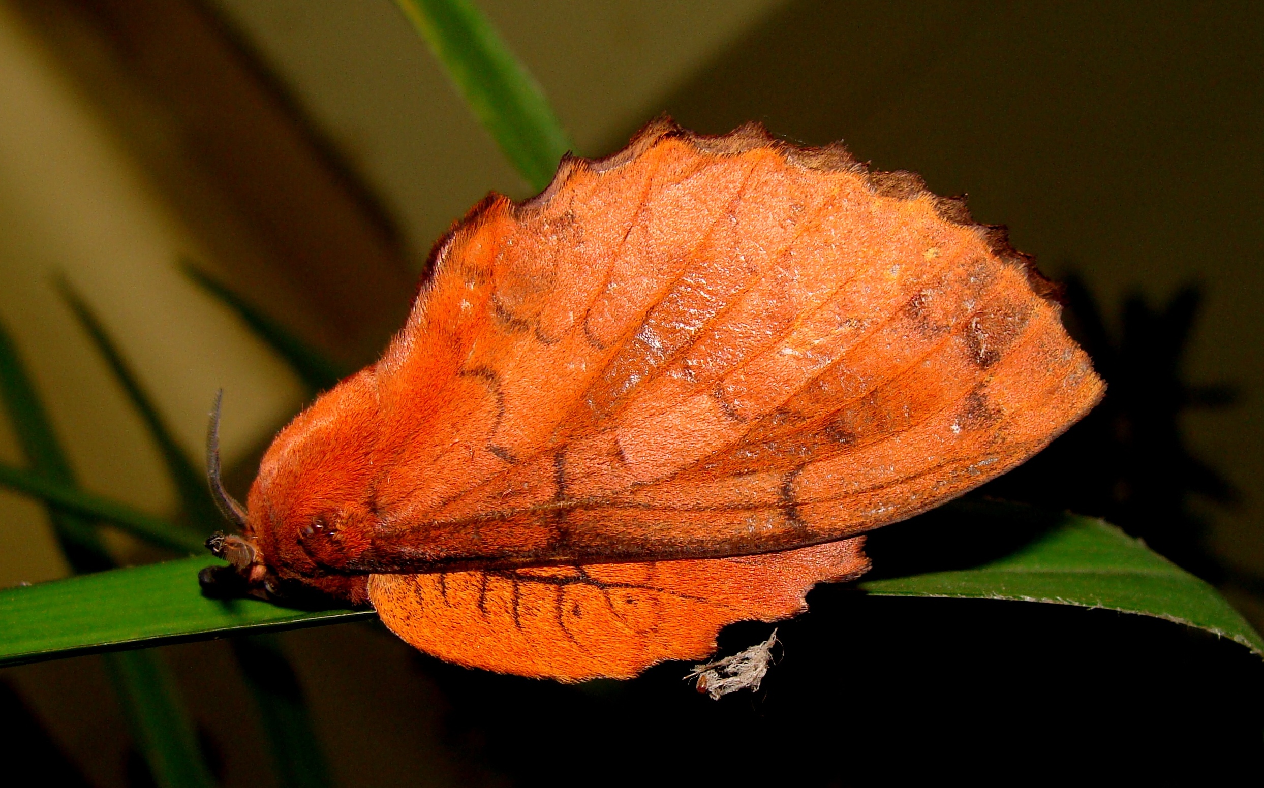  p>杨枯叶蛾,中文别名:柳星枯叶蛾,白杨毛虫,杨柳枯叶蛾, a target="