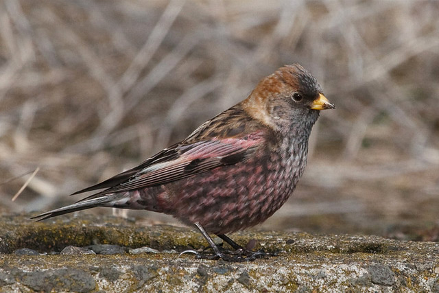  p>粉红腹岭雀(学名: i>leucosticte arctoa /i>):为燕雀科岭雀属的 a