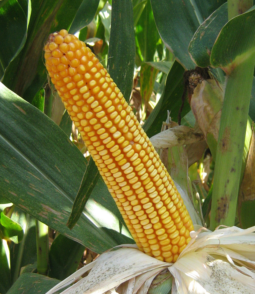 新品种,编  号:滇特(丽江)审玉米2010026号 /p> p>品种名称   广玉9号