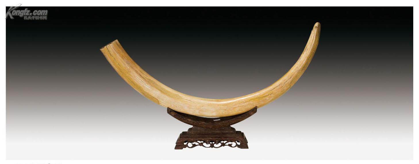  p>猛犸象牙是猛犸象的门牙,俗称古象牙,又叫万年象牙.