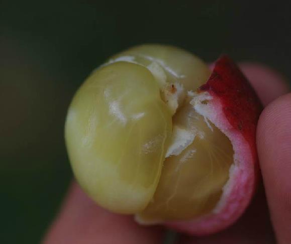  p>木奶果(学名: i>baccaurea ramiflora /i> lour.