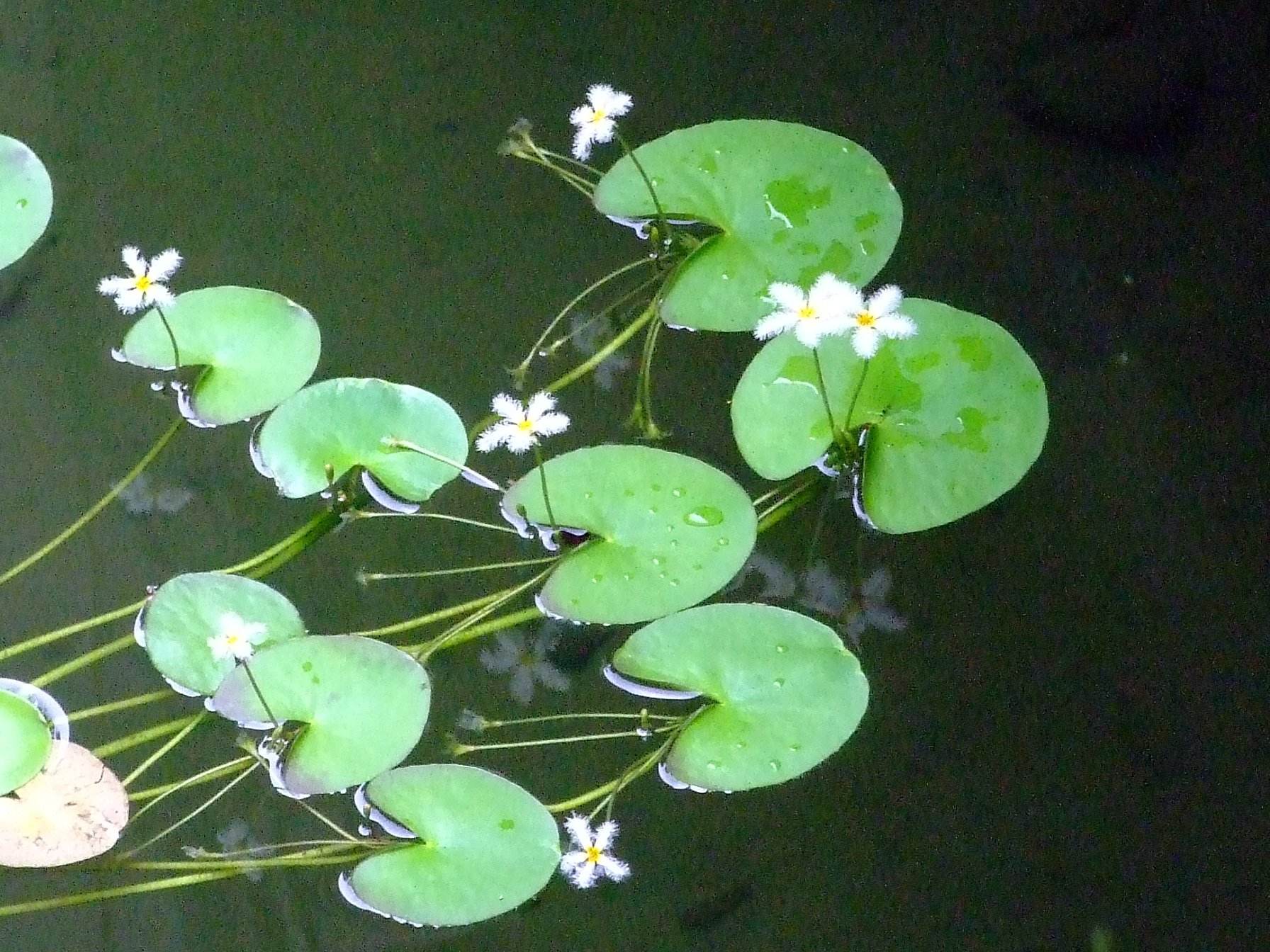  p>金银莲花(学名: i>nymphoides indica /i>  (l.) o.