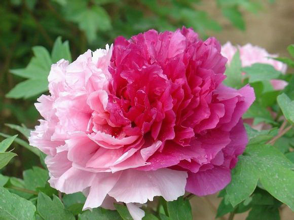  p>二乔(学名: i>paeonia suffruticosa /i> 'two qiao&amp