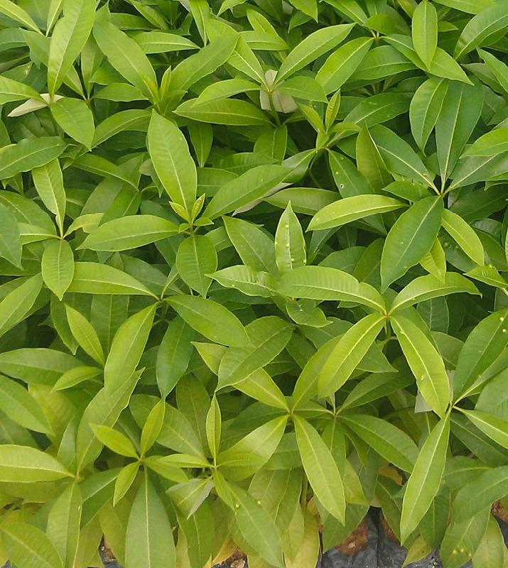 heteropanax nitentifolius hoo