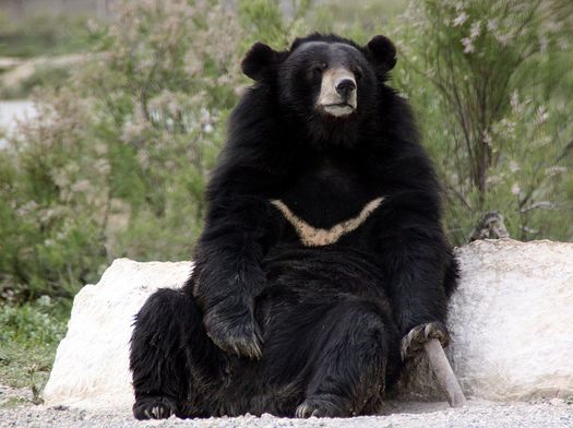  p>黑熊喜马拉雅亚种(学名:ursus thibetanus laniger)是食肉目熊科的