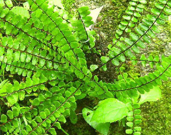  p>铁角蕨(学名: i>asplenium trichomanes  /i>l.